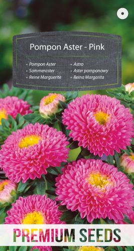 Aster China Pompon Pink Seed